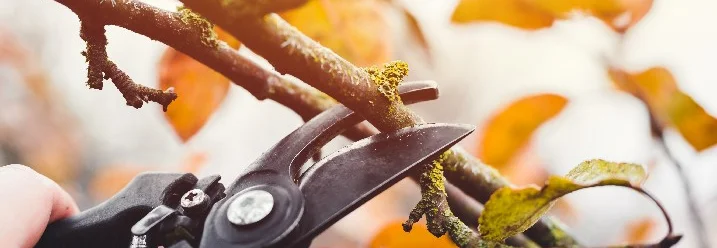 Hand schneidet Ast mit Gartenschere